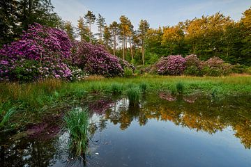 Rhododendron at sunrise at an overgrown lake by Jenco van Zalk