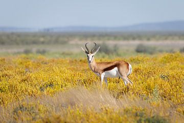 Springbok in yellow by OCEANVOLTA