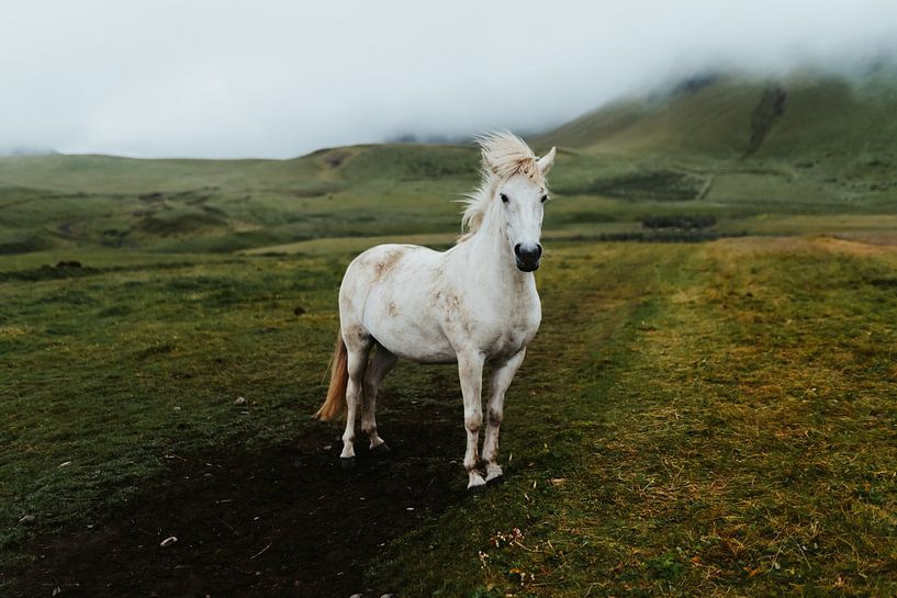 Cheval islandais par Myrthe Vlasveld