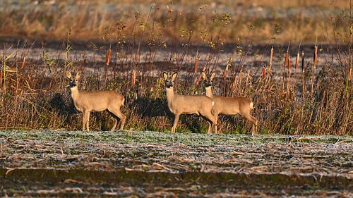 chevreuil au soleil du matin sur Ron Linde