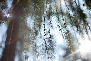 dennenappeltjes, botanische foto van Karijn | Fine art Natuur en Reis Fotografie
