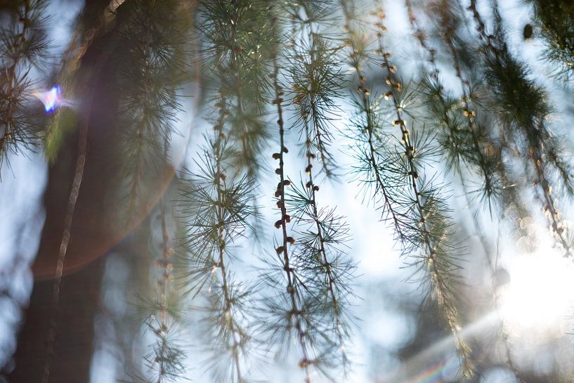 Tannenzapfen, botanisches Foto von Karijn | Fine art Natuur en Reis Fotografie