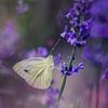 Foto van een witte vlinder op lavendel van Joriali Fine Art