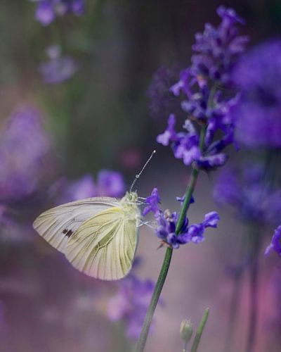 Foto van een witte vlinder op lavendel