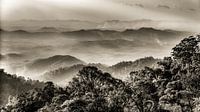 Panorama de la forêt tropicale dans les Genting Highlands en Malaisie en noir et blanc par Dieter Walther Aperçu