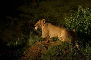 Löwin in der Abenddämmerung von Peter van Dam