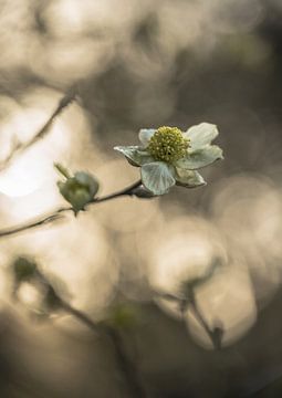 Blumen Teil 382 von Tania Perneel