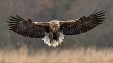 Seeadler im Anflug! von Robert Kok