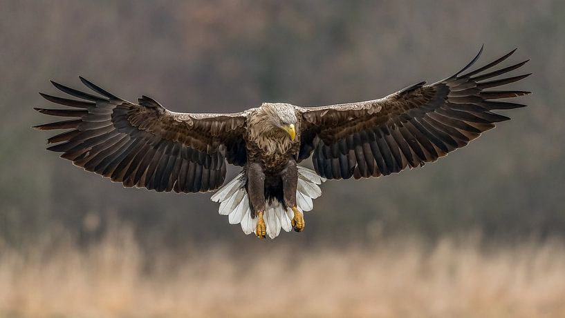 Aigle à queue blanche en approche ! par Robert Kok