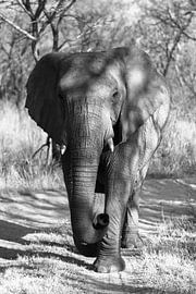 Portret van een Olifant von Capture the Light