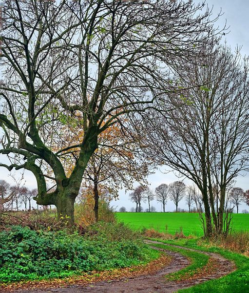 Cheminement du champ par Edgar Schermaul