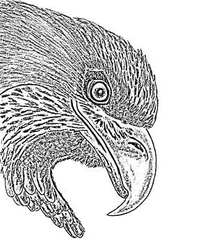 Adler ( Zeichnung , Radierung ) von Jose Lok
