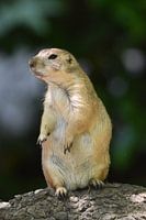 Groundhog on the lookout