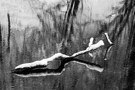 Branch in the ice | reflection on the ice by Flatfield