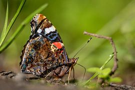 Oog in oog met de atalanta in het ochtendlicht van Arjan Warmerdam
