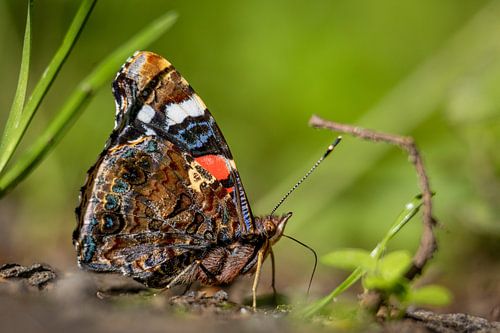 Oog in oog met de atalanta in het ochtendlicht