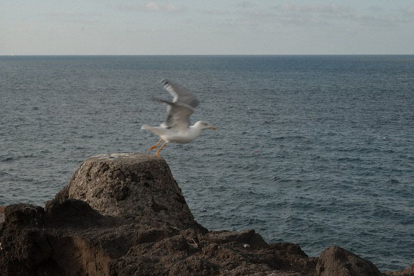 A seagull flying away on the coast of Gran Canaria by Loes Uijtdehaag