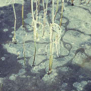 riet in ijs Sneekermeer van Nynke Venema | knynk