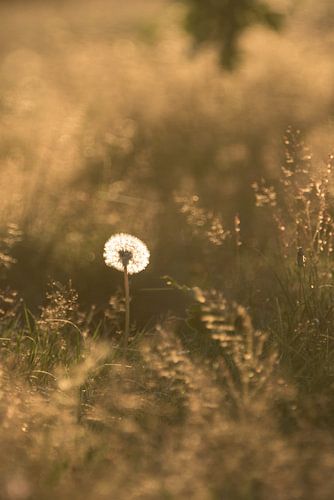 Gouden Paardenbloem