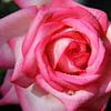 The Rose by Cornelis (Cees) Cornelissen