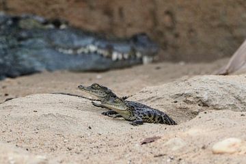 Crocodile du Nil : Zoo de Blijdorp sur Loek Lobel