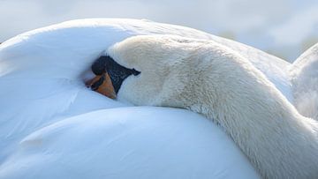 resting mute swan (Cygnus olor) puts his head under the wings to sleep, copy space, selected focus by Maren Winter