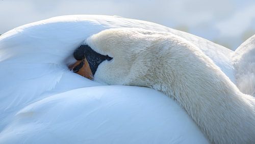 ruhender stummer Schwan (Cygnus olor) legt seinen Kopf zum Schlafen unter die Flügel, Kopierraum, au