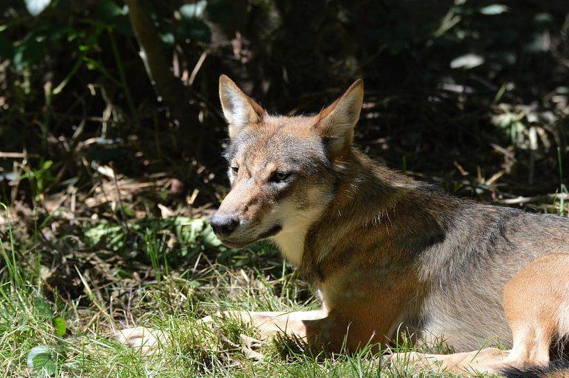 wolf in het gras van Pascal Engelbarts