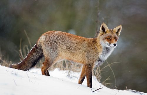 Red fox in the snow