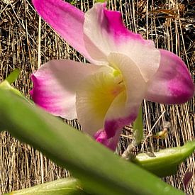 &e d'orchidées foin sur Marianna Pobedimova