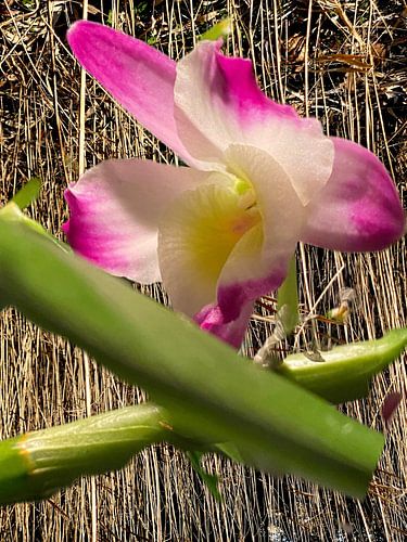 Orchid&hooi van Marianna Pobedimova