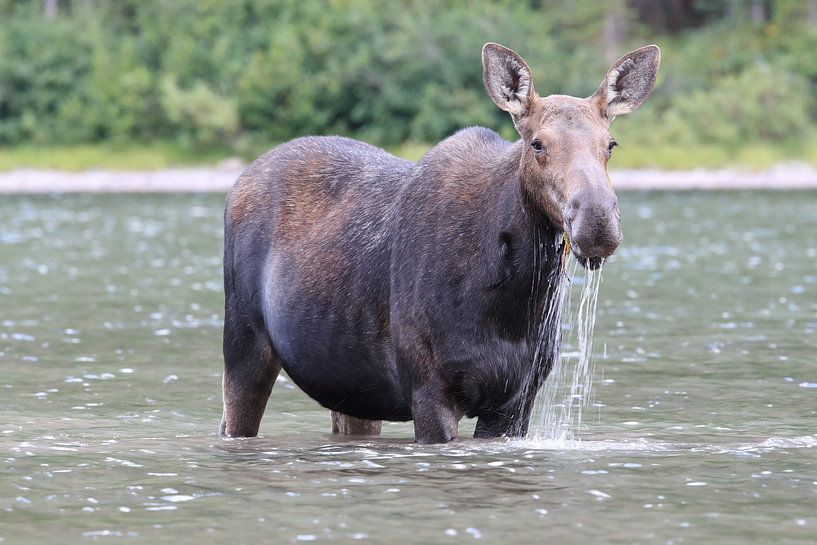 Elchkuh beim fressen von Wasserplanzen  im See  Glacier National Park in Montana, USA von Frank Fichtmüller