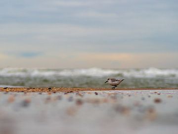 Ein Strandloper bei der Brandung von Mr White Takes Pictures