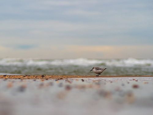 Een Strandloper Bij De Branding