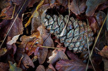 Ende des Herbstes, Verfall im Wald von Jan van der Vlies