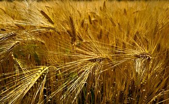 Getreide
