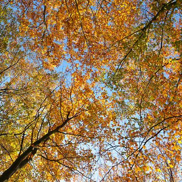 Prächtiger Herbst von Peter van den Berg