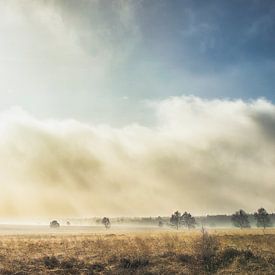 Sun and mist on Ginkel Heath  by Reno  van Dijk