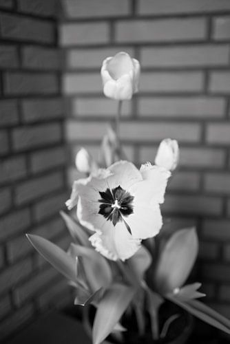 De eerste bloemen in de tuin in het Emsland