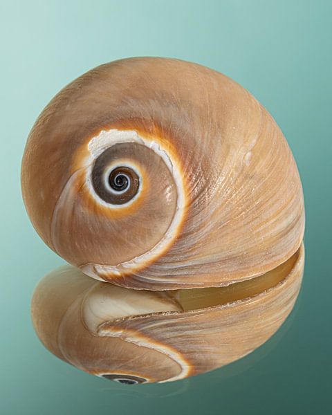 A snail shell with warm colours with a turquoise - petrol background by Marjolijn van den Berg