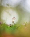 Funghi Bokeh van Raoul Baart thumbnail