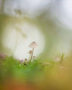 Funghi Bokeh