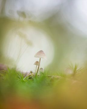Funghi Bokeh van Raoul Baart