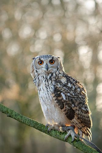 le hibou grand-duc sur M. B. fotografie