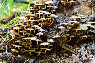 Een groep kleine paddenstoeljes van Gerard de Zwaan