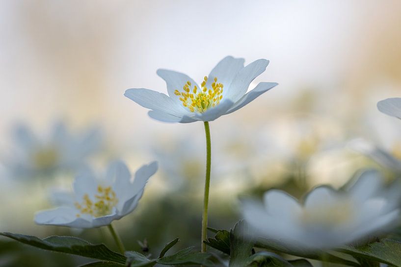 Hope by Lillypix Art