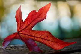 Herbstzeitschrift von Willian Goedhart