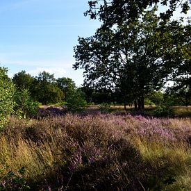 Une petite lande violette dans la forêt sur Gerard de Zwaan