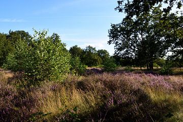 Een kleine paarse heideveld in het bos