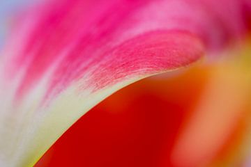 Roze bloemblad van Jane van Bostelen